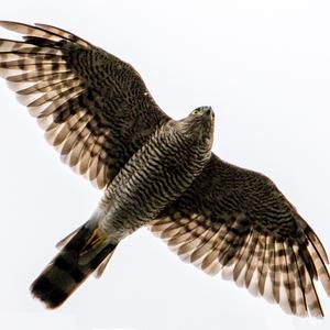 Eurasian Sparrowhawk