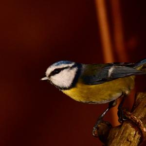 Blue Tit