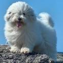 Coton de Tulear