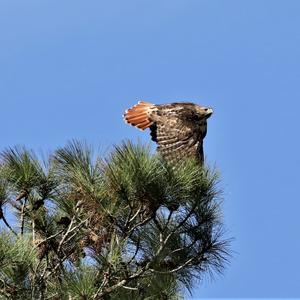 Rotschwanzbussard