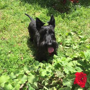 Scottish Terrier