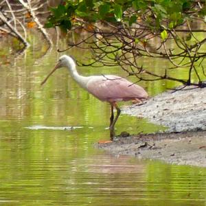 Roseate Spoonbill
