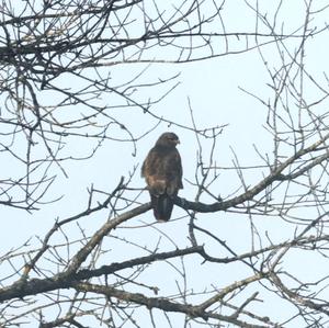 Mäusebussard