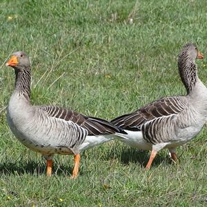 Greylag Goose