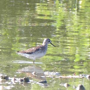 Wood Sandpiper