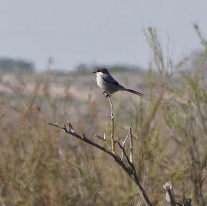 Great Grey Shrike