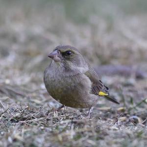 European Greenfinch