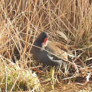 Common Moorhen