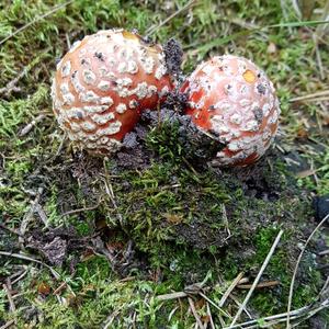 Fly Agaric