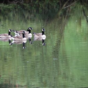 Canada Goose