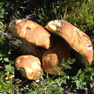 Summer Bolete