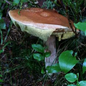 King Bolete