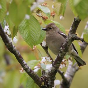 Eurasian Chaffinch