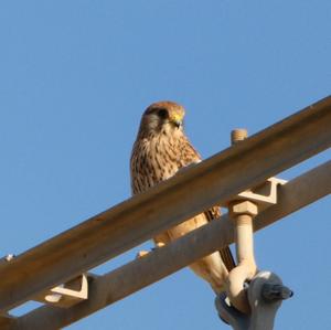 Common Kestrel