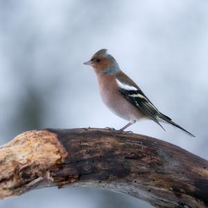 Eurasian Chaffinch