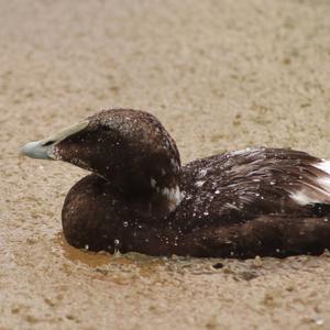 Common Eider