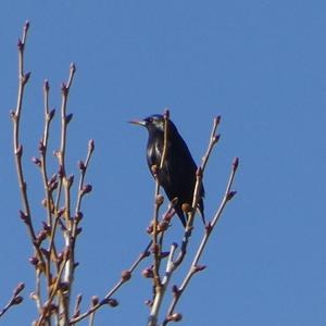 Spotless Starling