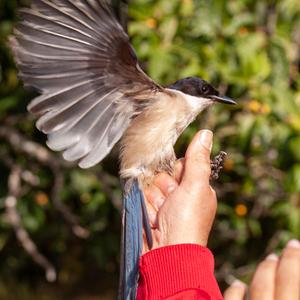 Azure-winged Magpie