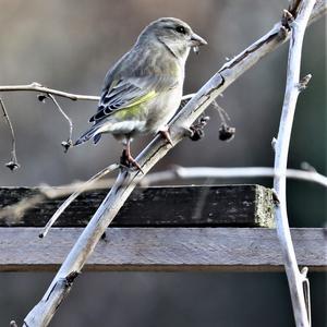 European Greenfinch