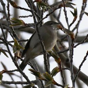 Garden Warbler