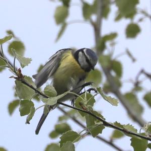 Blue Tit