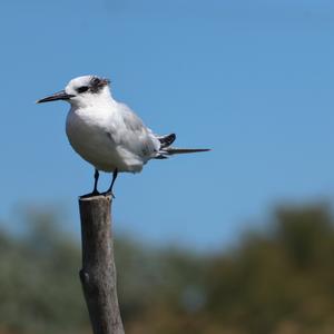 Sandwich Tern