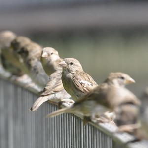 House Sparrow