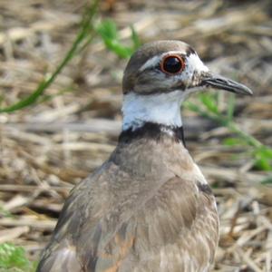 Killdeer