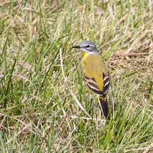 Yellow Wagtail