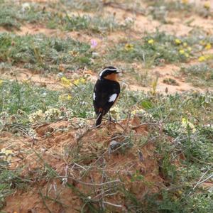 Moussier's Redstart