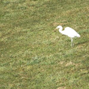 Great Egret