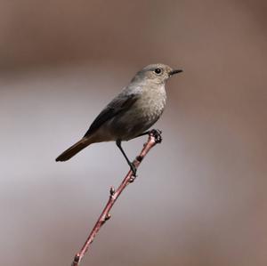 Black Redstart