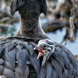 Great Crested Grebe