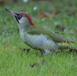 Eurasian Green Woodpecker