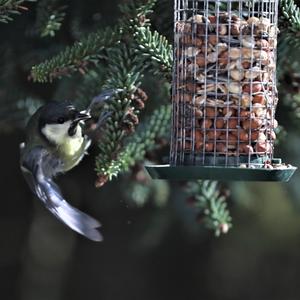 Great Tit