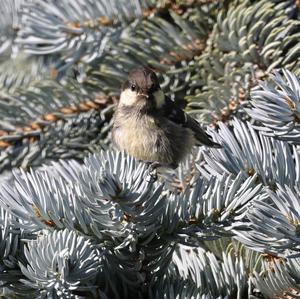 Coal Tit