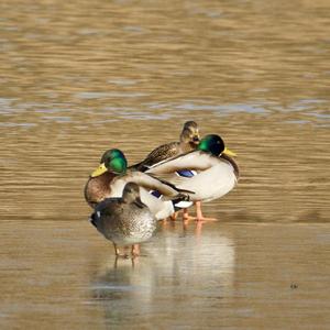 Mallard