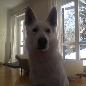 Berger Blanc Suisse