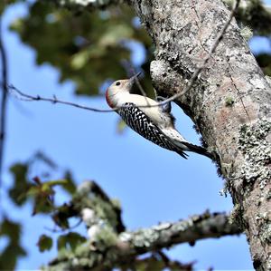 Red-bellied Woodpecker