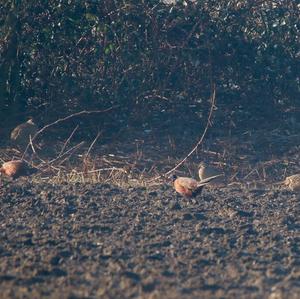 Common Pheasant