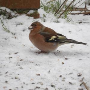 Eurasian Chaffinch