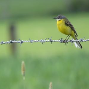 Yellow Wagtail