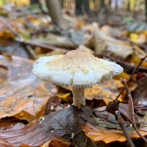 Psathyrella, Common