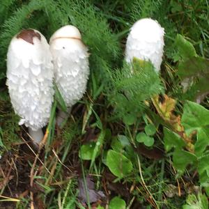 Shaggy Mane