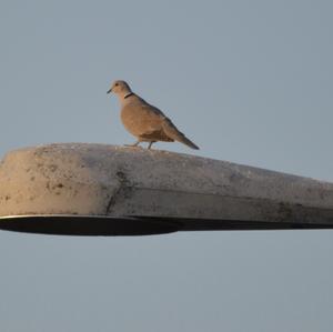 Eurasian Collared-dove