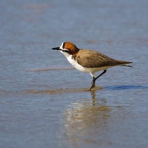 Red-capped Plover