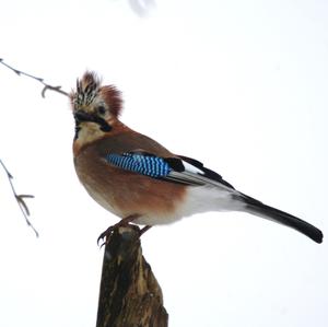 Eurasian Jay