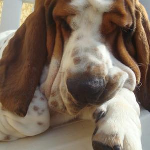 Basset Hound