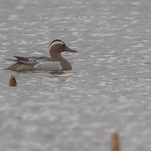 Garganey