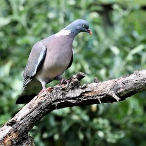 Common Wood-pigeon